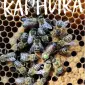 Плодные меченые матки породи Карника Пешец - фото № 1