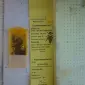 Пчеломатки карника(краинка) - фото № 1