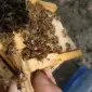 Продам БджолоМатки Карника - фото № 1
