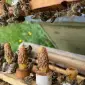 Матки неплідні Карпатка - фото № 1