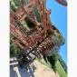 Культиватор стерньовий Kverneland CTC 4м (Bednar - фото № 10