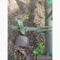 Викопуючий плуг навісний ВПН-2 для саджанців - фото № 2