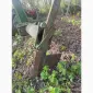 Викопуючий плуг навісний ВПН-2 для саджанців - фото № 4