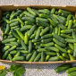 Продам польові огірки несорт — 25 грн/кг - фото № 4