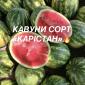 Солодкі та соковиті кавуни сорту «КАРІСТАН» - фото № 1