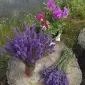 Лаванда узколистная саженцы лаванды, свежие цветы - фото № 1