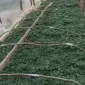 Продам розсаду капусти - фото № 1