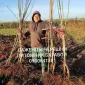 Саженцы Яблони, Груши, Айвы. ОПТ, Розница. - фото № 1