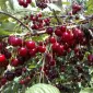Продам недорого саджанці крупної вишні - фото № 1