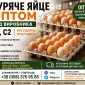 КУРЯЧЕ ЯЙЦЕ ОПТОМ ВІД ВИРОБНИКА С1, С2 - фото № 2