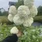 Калина махрова. Бульденеж - фото № 1