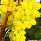 Виноград Цимус - черенки и саженцы - фото № 1