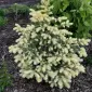 Ялина колюча Біалобок (picea pungens Bialobok) - фото № 1