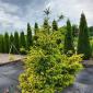 Ялина східна Скайлендс (picea orientalis Skylanbs) - фото № 1