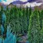 Туя смарагд, брабант , можжевельник, кипарисовик - фото № 1