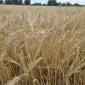 Ячмінь, насіння озимого ячменю Ханнелоре - фото № 1
