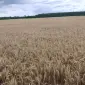 Продам насіння третікале сорт Щедре (еліта) - фото № 1