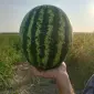 Продам кавун оптом - фото № 3