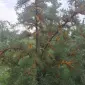 Продам ягоду обліпихи - фото № 3