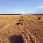 Солома пшеничная, ячменная, гороховая в тюках 2026 - фото № 2