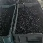 Продам чорницю свіжу - фото № 1