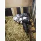 Продаються поросята в`єтнамської породи (Миргородська) - фото № 18