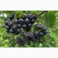 Купуємо аронію ( чорна горобина) - фото № 2