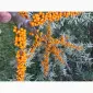 Обліпиха на гілці - фото № 2