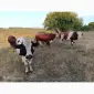 Продам ВРХ. Бики - фото № 1