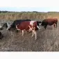Продам ВРХ. Бики - фото № 2