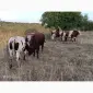 Продам ВРХ. Бики - фото № 3