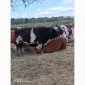 Продам ВРХ. Бики - фото № 4