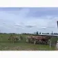 ФГ продасть НЕТЕЛі Джерсейської породи (чистокровний джерсей) - фото № 2