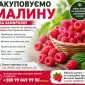 Прийом малини в Лубнах: вигідна ціна + самовивіз від 2 тонн - фото № 1