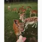 Пятнистый олень - фото № 1