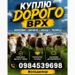 Бики корови нетелі закупляемо всій Україні дорого - фото № 1