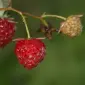 Фермерська малина оптом Хмельницька обл - фото № 1