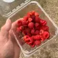 Малина під переробку Волинська обл від 10 тонн - фото № 1