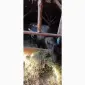 Продам бичка - фото № 1