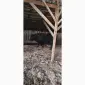 Продам бичка - фото № 2