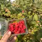 Продам малину садову великим оптом Волинська обл - фото № 1