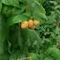 Малина для виробництва і заморозки Миколаївська обл - фото № 1