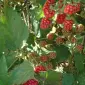 Продам малину оптом Львівська обл від 10 тонн - фото № 1