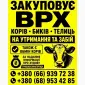 Закупівля корів - фото № 1