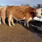 Купляємо бики корови телки Бички гурт закупка - фото № 1