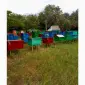 Продається діюча пасіка - фото № 1