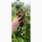 Продам ягоди малини - фото № 1