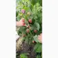 Продам ягоди малини - фото № 3