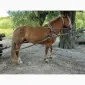 Продам кобилу породи турійка - фото № 3