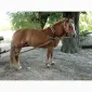 Продам кобилу породи турійка - фото № 4